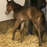 Colt out of Beautiful Maiden (Owned by Alexandra Chavez)